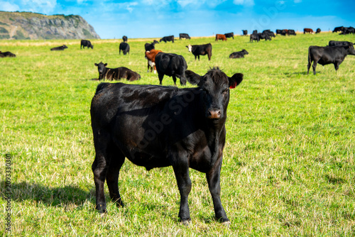 Black Angus Cattle in Tasmania - Australia