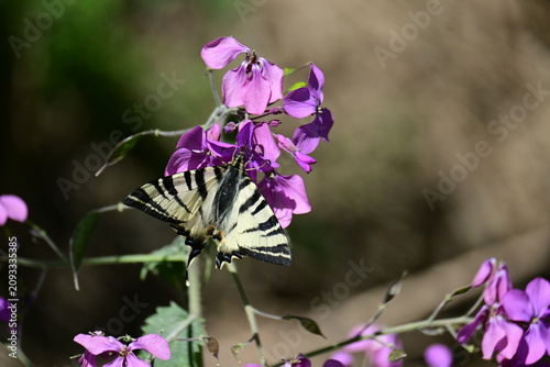 Fotografie Close up of a scarce swallowtail butterfly collecting nectar on a purple flower