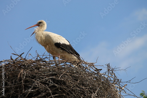 White stork standing in its large stick nest with open beak, close up portrait of a wild bird on clear blue sky background scenery in spring