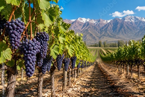 Vineyard of deep purple Malbec grapes under sun in Mendoza, Argentina.
