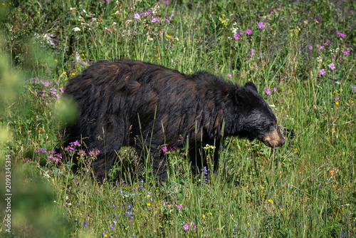Foto Black Bear Yellowstone