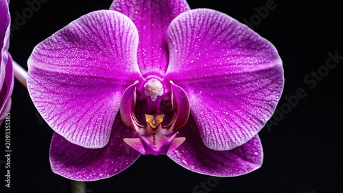 Time lapse of purple orchid blooming on black background.
