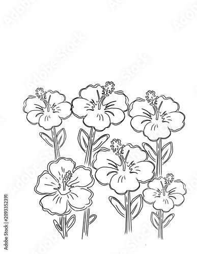 An Intricate Botanical Art Illustration of the Delicate Hibiscus Flower Showcasing Its Majestic Petals and Graceful Long Stamen