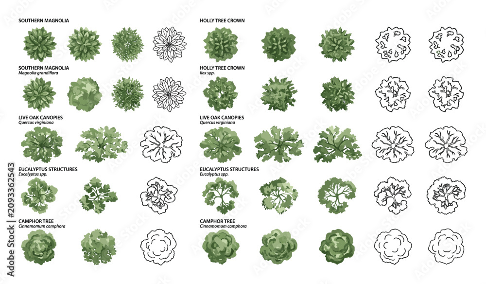 Fototapeta premium Architectural landscape plan symbols of trees in top view for garden design