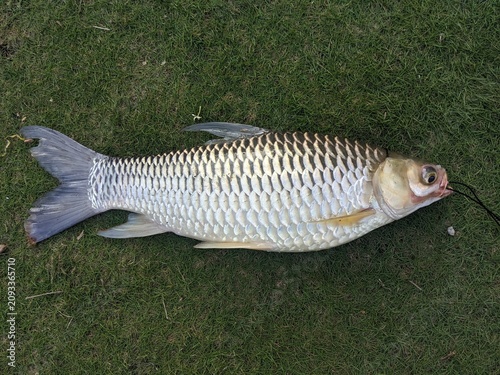 Obraz na plátne A large silver carp fish with prominent scales lying on a lush green grass field
