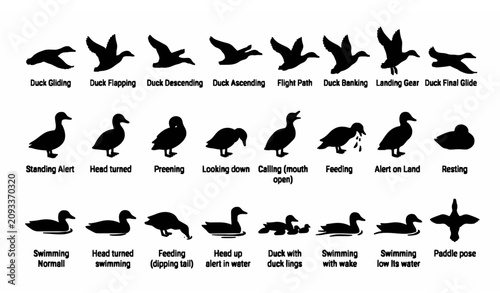 Duck Silhouette Icon Set Minimal Black Waterfowl Vector Collection