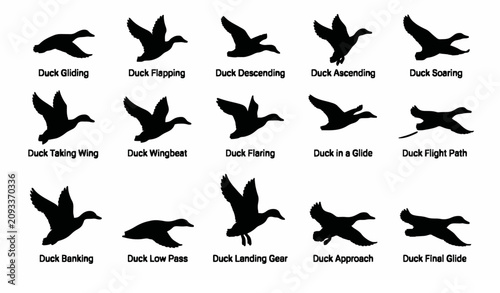 Flying Duck Silhouette Vector Collection Black Waterfowl in Motion
