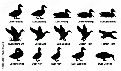 Duck Silhouette Vector Set Various Poses Black Waterfowl Collection Isolated on White