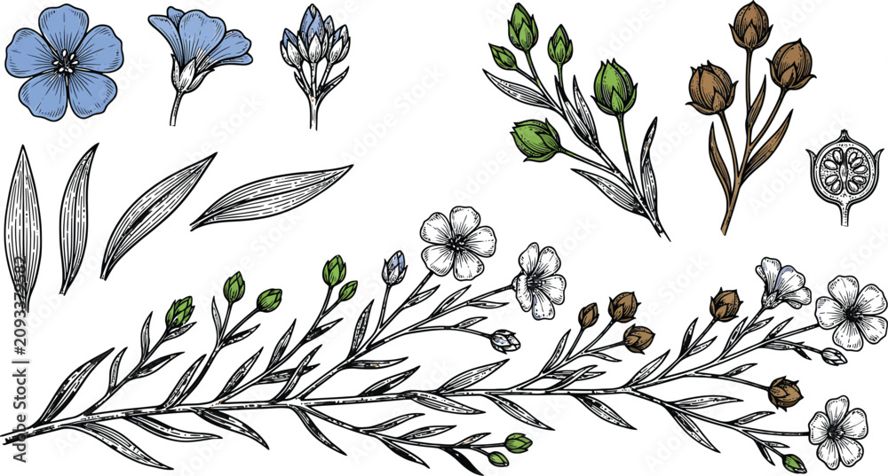Obraz premium Hand drawn flax plant elements set with blue flowers leaves and seed pods in vintage sketch style