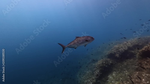 Marine life - amberjaack fish swimming around the camera