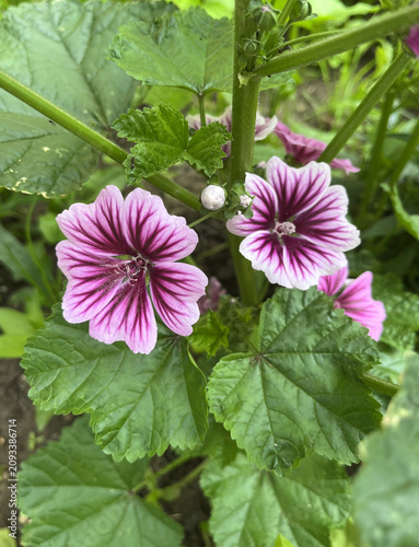 Forest mallow against a natural background