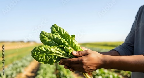 Young male farmer with dark skin tone holding fresh green lettuce in agricultural field during harvest, suitable for farming, agriculture, and organic produce marketing.