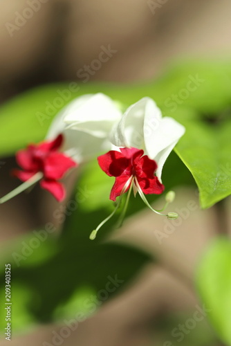 Bleeding heart vine (Clerodendrum thomsoniae)