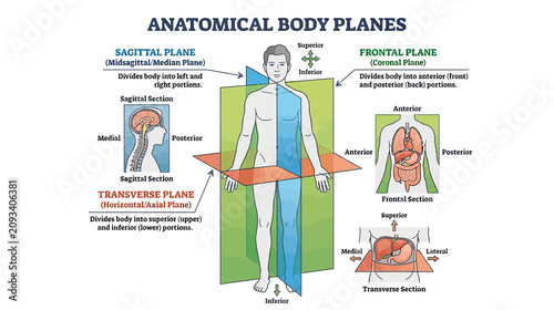 Anatomical Body Planes: Sagittal, Frontal, Transverse - Medical Illustration