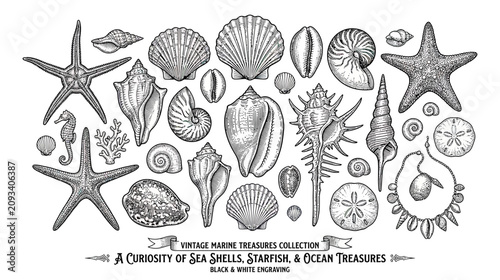 Cuadro en lienzo Vintage Marine Treasures Collection: Seashells, Starfish, Ocean Life Engraving