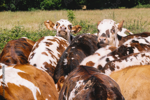 Herd of cows grazing in green pasture, French countryside