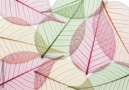 Transparent colorful leaves in an abstract pattern, showcasing delicate veins and natural beauty with light shining through.