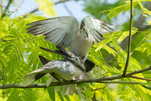 A pair of doves engaged in courtship behavior on a branch, showcasing their delicate feathers and the vibrant green leaves surrounding them