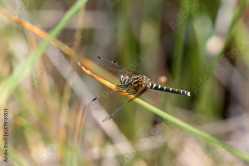 Bild auf Leinwand 06638-00104 Elfin Skimmer (Nannothemis bella) female Bluff Spring Fen Cook Co