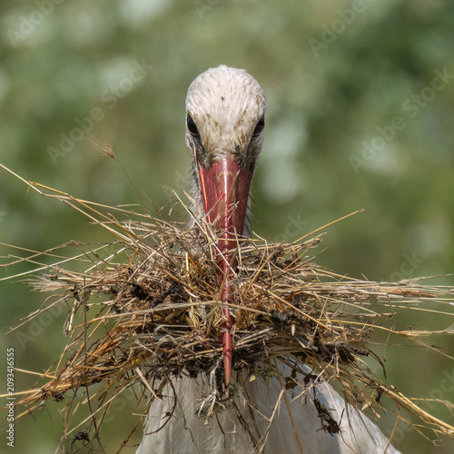 A white stork is looking directly at the camera, its head emerging from a messy nest of straw and twigs