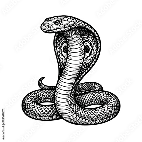 Detailed illustration of a cobra snake.