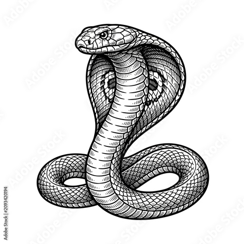 Black and white snake coiled up.