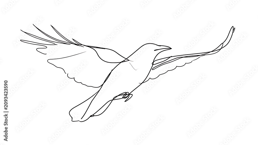 Fototapeta premium Hummingbird line art illustration white background.