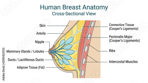 Obraz na płótnie Human Breast Anatomy Cross-Sectional View Diagram