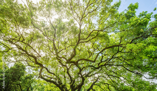 Foto Beautiful Black Olive Tree – Green Foliage Background Asset