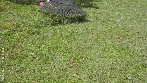 Raking freshly cut green grass on lawn close up, A child rakes the grass clippings in the yard