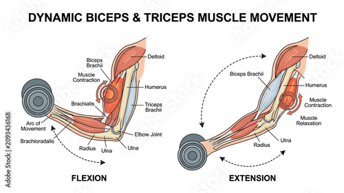 Foto Biceps and Triceps Muscle Movement Diagram: Flexion and Extension