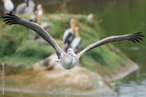 Bild auf Leinwand Spot billed pelican flying amidst Painted Storks, Grey heron and Oriental Darters inhabit a thriving lakeside wetland with mangrove trees and interconnected water bodies