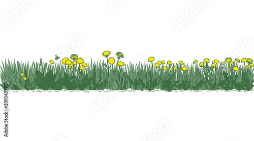 Ilustração vetorial de uma borda de grama verde com dentes-de-leão amarelos florescendo, isolada em um fundo branco, ideal para design gráfico e projetos de primavera.