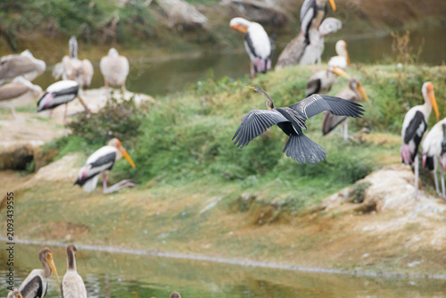 Foto Painted Storks, Spot-billed Pelicans, Grey heron and Oriental Darters inhabit a thriving lakeside wetland with mangrove trees and interconnected water bodies
