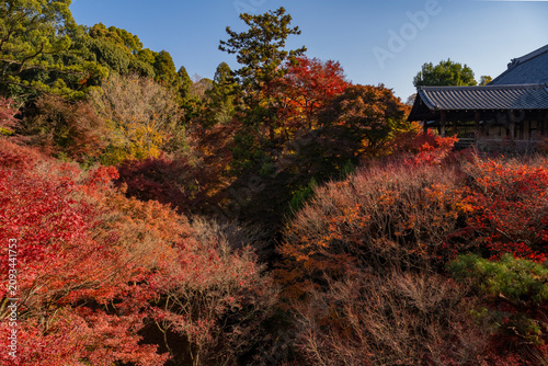 Photos 紅葉に包まれた秋の山寺