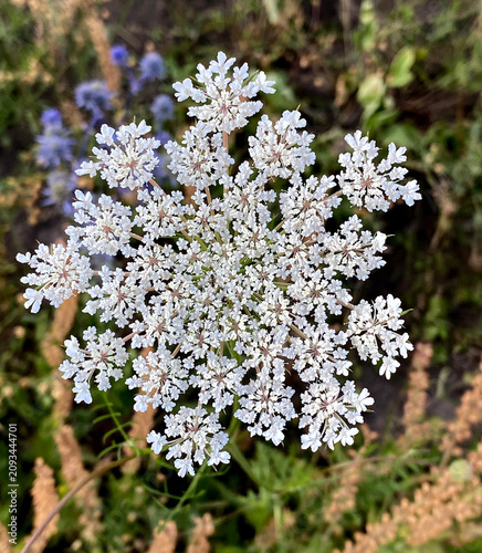 Konstfotografi Pictured is wild carrot (Daucus carota), also known as Queen Anne's lace