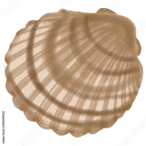 Hand Drawn Seashell Illustration Natural Ocean Shell