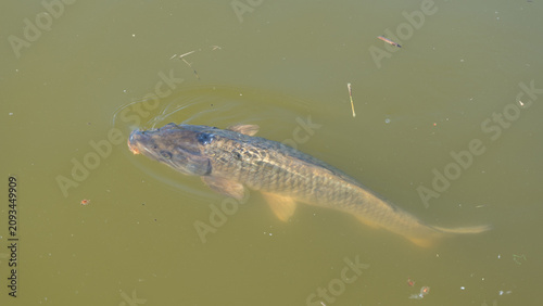 Fotografie Large common carp swimming in murky pond water