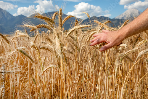 фотографія Farmer's hand touching ripe wheat ears in a field with mountain landscape
