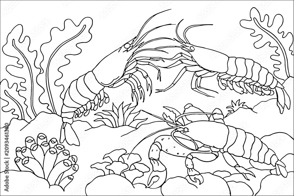 Obraz premium Hand Drawn Three Shrimp Interaction Underwater Line Art Illustration