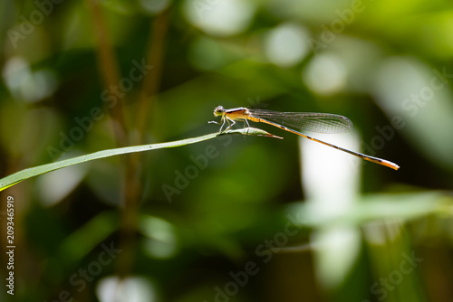 Female common bluetail perches on a grass blade.