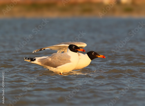 Two Great Black-headed Gulls [Ichthyaetus ichthyaetus] wading in sea water during a warm golden sunset.