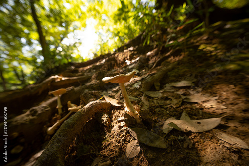 Mushrooms on a slope of a mountain.