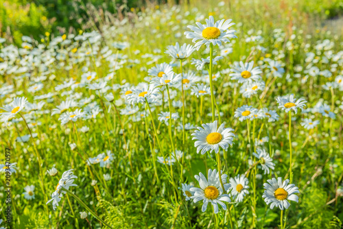 Blühende Margeritenwiese im Sommer