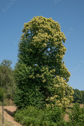 Sweet chestnut in bloom