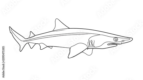 Black and white shark illustration white background.