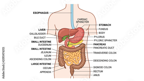Bild auf Leinwand Human Digestive System Anatomy Diagram - Esophagus to Anus