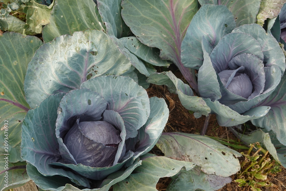 Fototapeta premium Red cabbage growing in garden, showing vibrant leaves and healthy organic produce for fresh food consumption