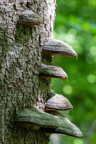 Tinder fungus growing on tree trunk in forest
