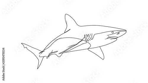 Minimalist shark line drawing white background.
